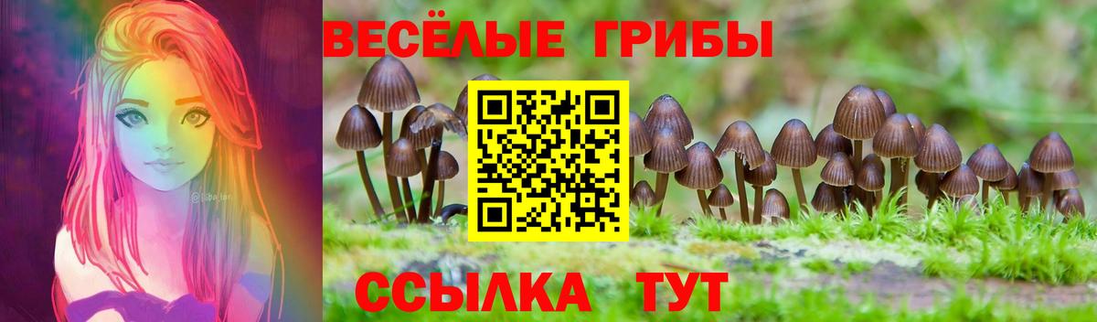 Псилоцибиновые грибы Psilocybe Кингисепп